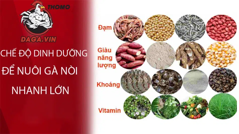 Nuôi Gà Nòi Lớn Nhanh - Kinh Nghiệm Từ Sư Kê Hàng Đầu 3 Nuôi gà nòi lớn nhanh phụ thuộc vào chế độ dinh dưỡng