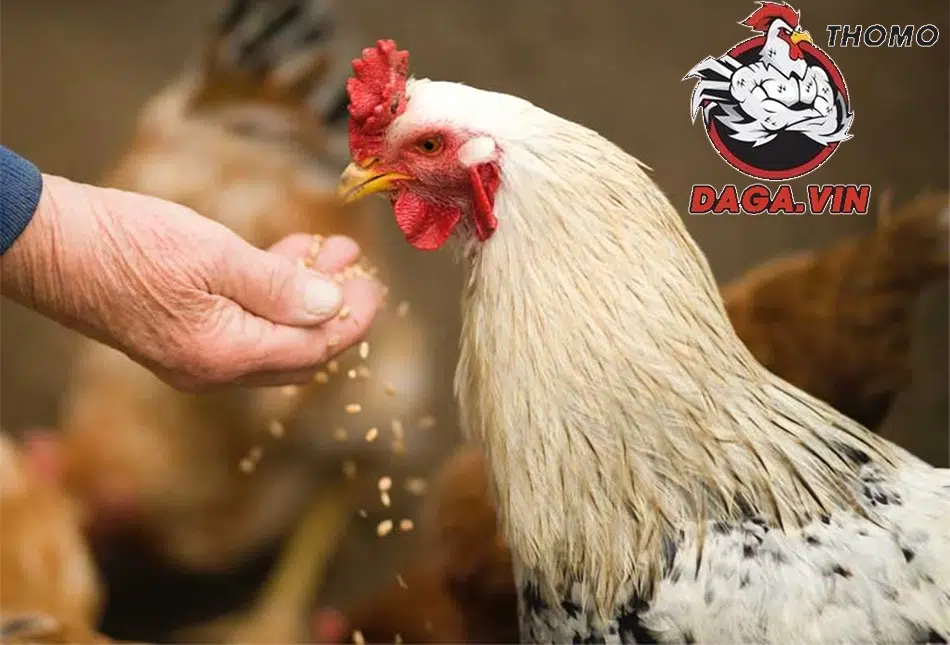 Dinh dưỡng giúp chiến kê duy trì phong độ và sức khỏe thi đấu