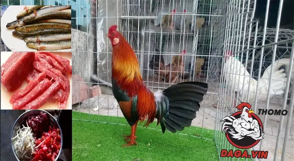 Chế độ dinh dưỡng cho gà thực hiện bài tập xổ