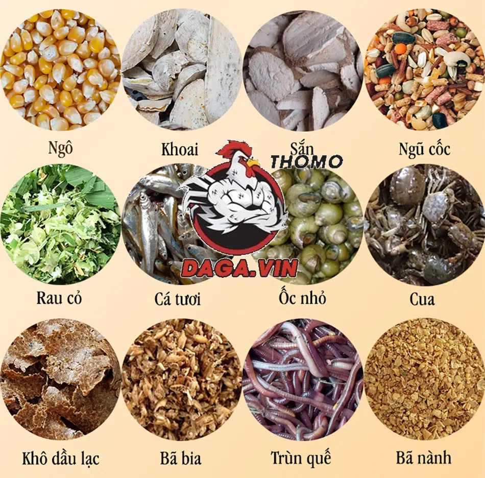 Chế độ dinh dưỡng nuôi gà đá cựa sắt khỏe mạnh