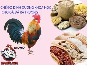 một số Chế độ dinh dưỡng khoa học cho gà đá ra trường