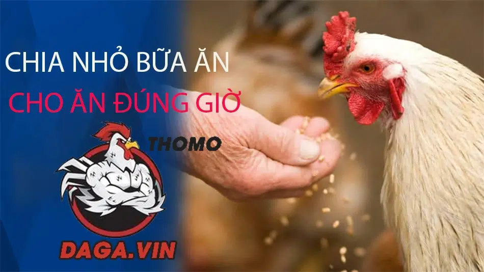 Bí quyết nuôi gà đá có lực, đá đòn hiểm, lực đá mạnh 3 cách Chia nhỏ bữa ăn, cho ăn đúng giờ