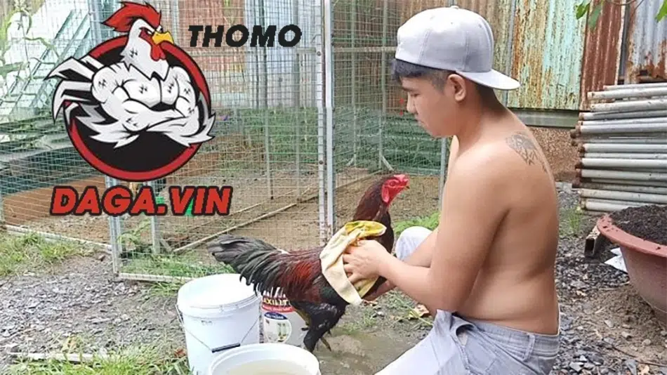 Cần chú ý nhiều yếu tố khi ép cân gà chọi