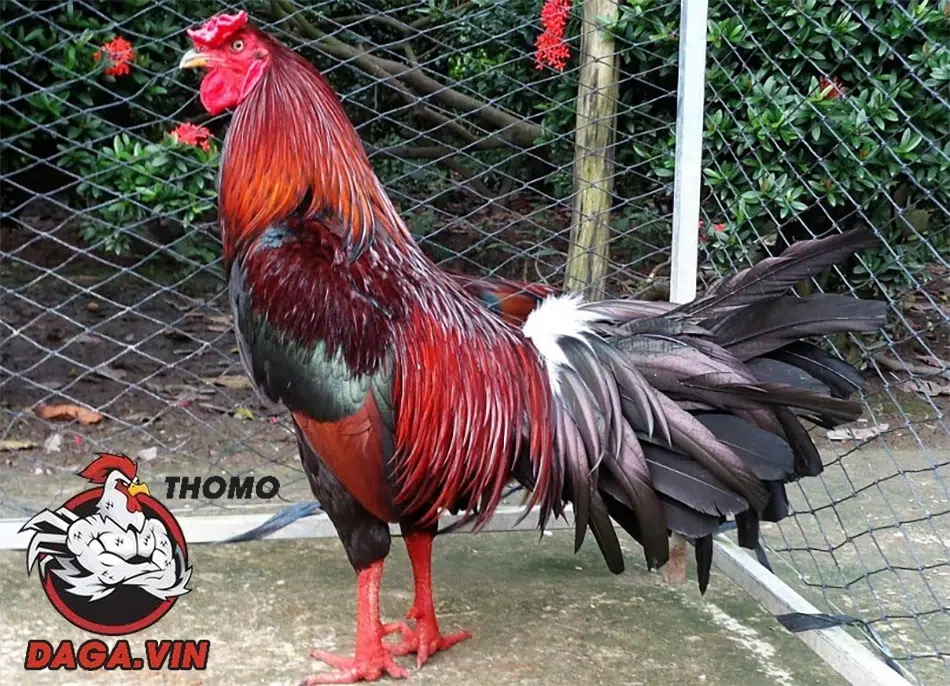 Bí kíp chọn gà chọi hay: Chọn "chiến kê" như thế nào? 2 cách Chọn gà chọi hay qua ngoại hình