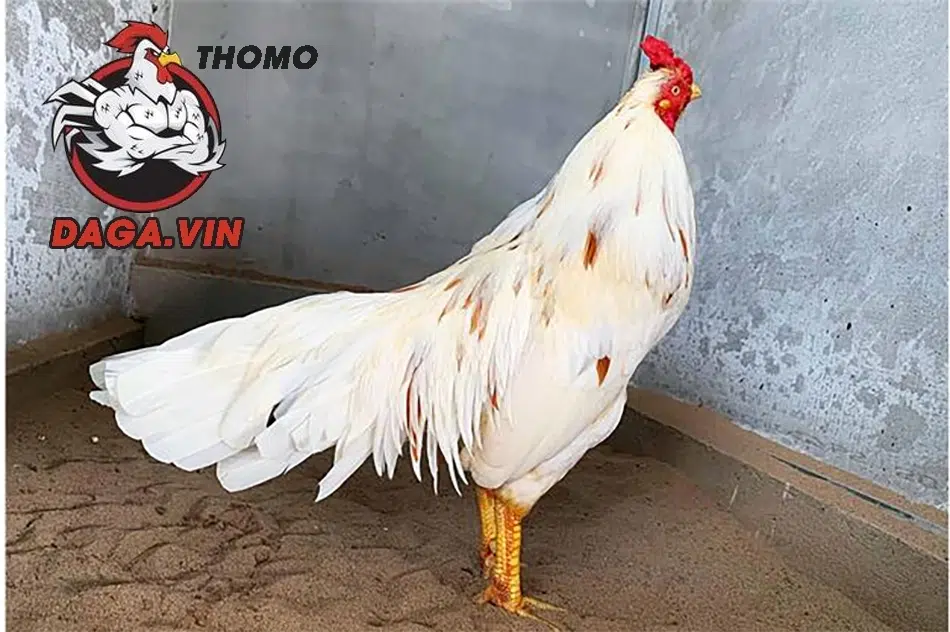 Bí quyết nuôi gà đá có lực, đá đòn hiểm, lực đá mạnh 1 cách Chọn giống gà đá tốt