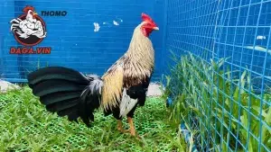 cách Chọn giống gà nòi tốt