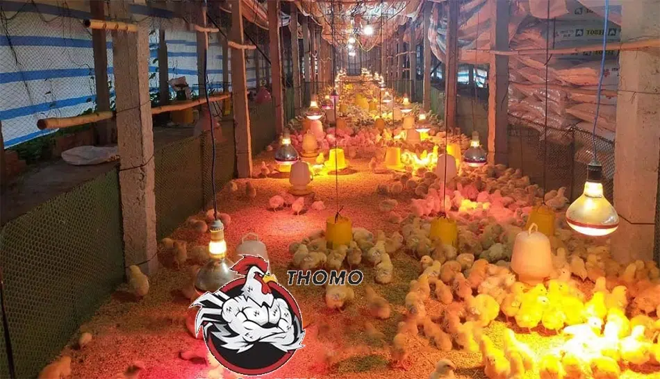 Chuẩn bị chuồng trại và điều kiện nuôi gà chọi mới nở