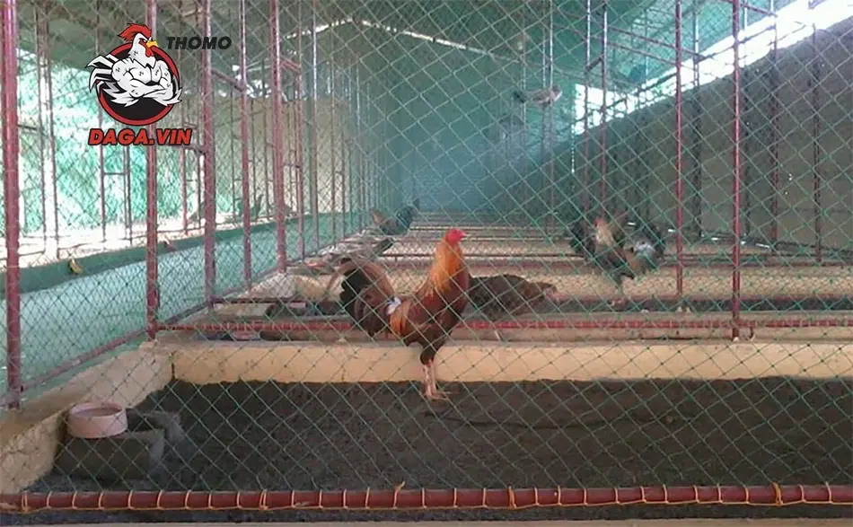 3 lưu ý quan trọng hàng đầu khi nuôi gà chọi C1