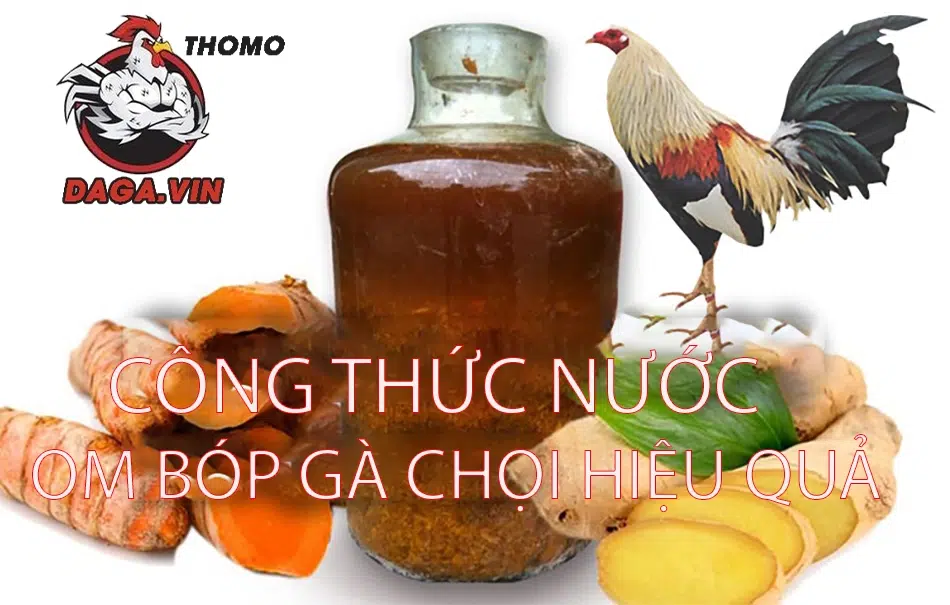 Các công thức nước om bóp gà chọi hiệu quả tại daga