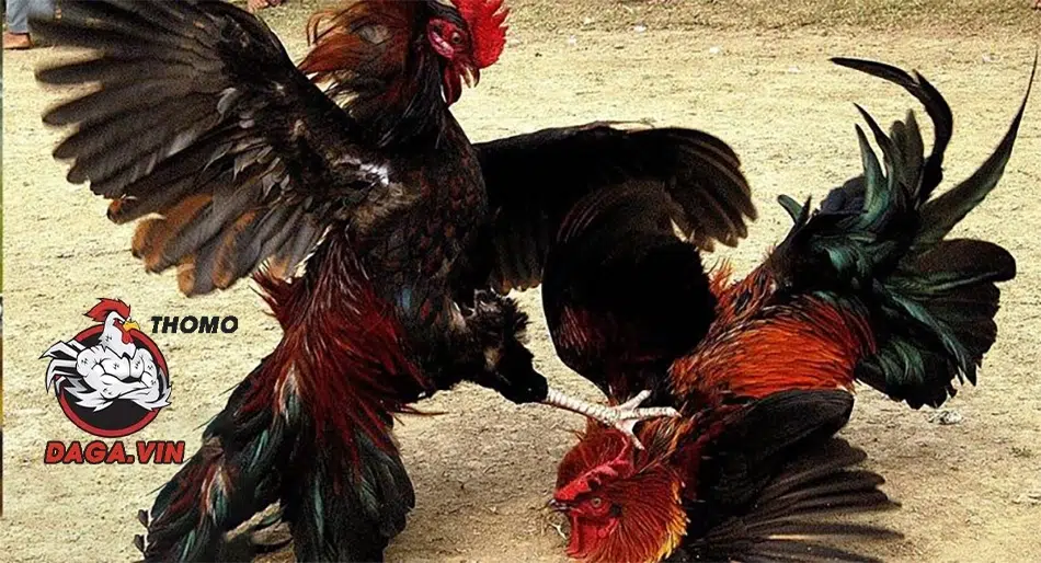 Gà đá vỉa gây sát thương lớn và được sử dụng phổ biến