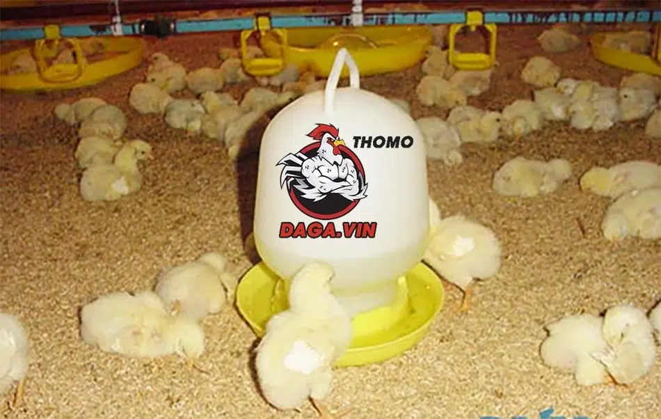 Cần cung cấp nước uống phù hợp cho gà chọi mới nở 