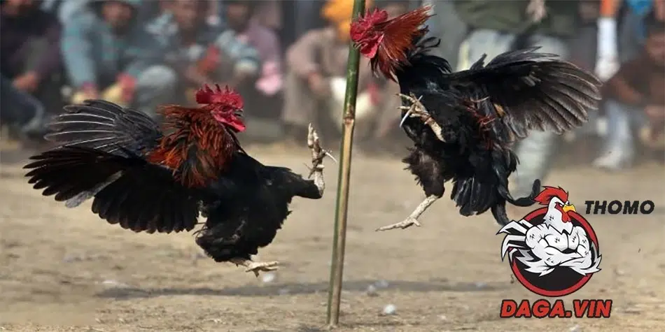 Đôi nét cơ bản về lối đá gà chọi