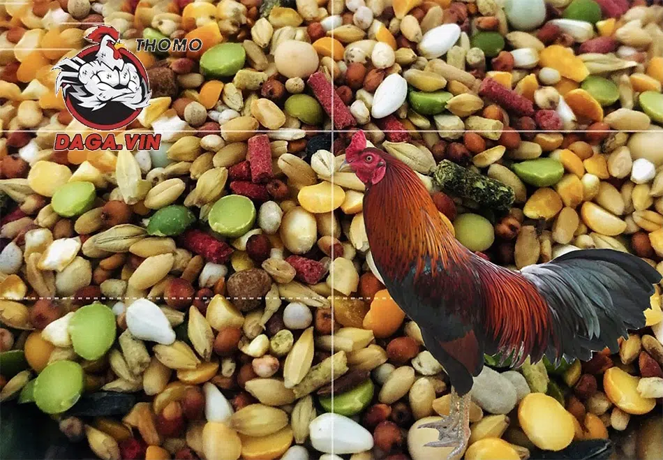Nuôi Gà Đá Bo Lớn - Kinh Nghiệm Chăm Sóc Gà Của Sư Kê 2 Bổ sung dinh dưỡng đầy đủ, hợp lý