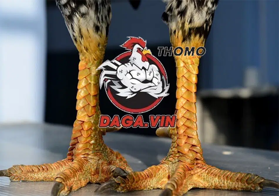 Tổng quan những điểm đặc biệt về chân gà chọi đẹp
