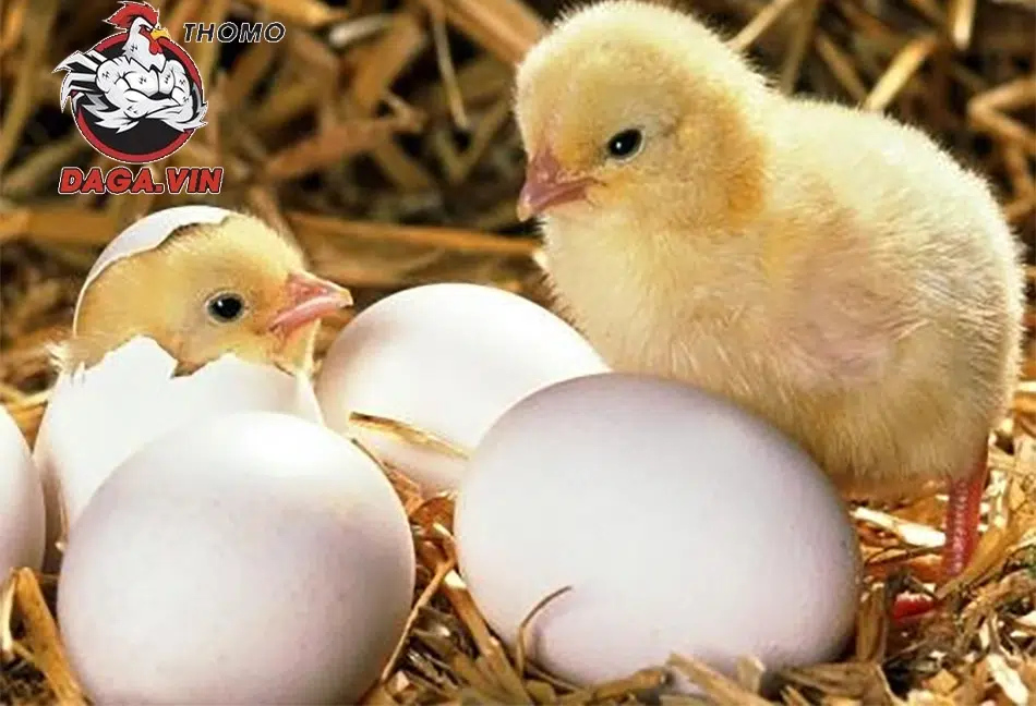 Giới thiệu về gà chọi mới nở