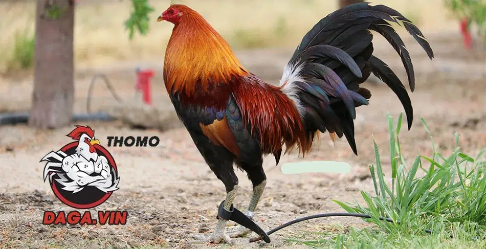 Giới thiệu về giống gà đá Mỹ cựa sắt