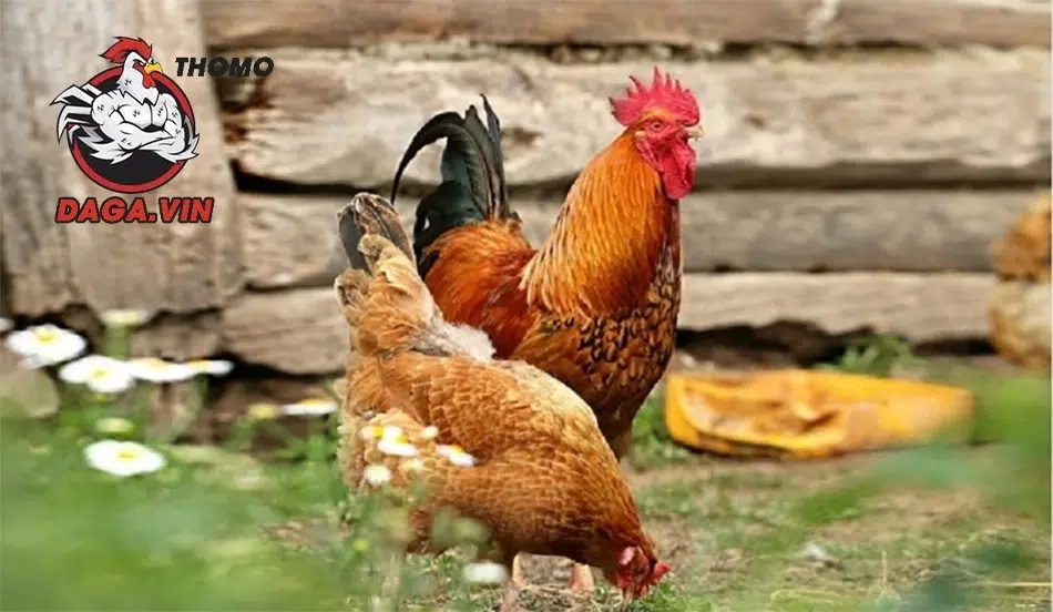 Bí Quyết Lai Tạo Gà Đá Thành Công – Nghệ Thuật Đổ Chiến Kê 1 Lai tạo gà đá nâng cao phẩm chất chiến đấu qua di truyền và phân tích.