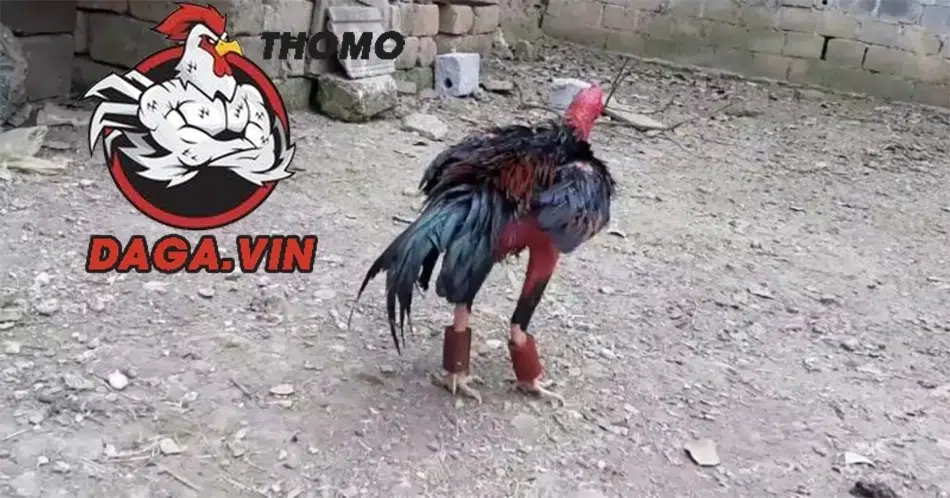 Huấn luyện gà đá để tăng sức mạnh chân 
