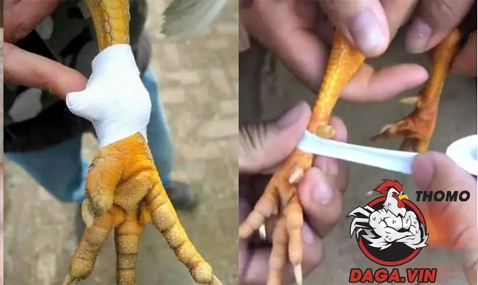 Hướng Dẫn Quy Trình Lên Cựa Gà Đá Đúng Cách Từ Sư Kê 3 Quy trình lên cựa gà đá đúng chuẩn