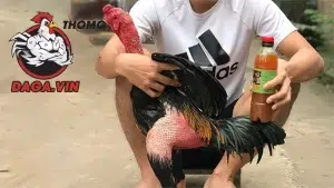 cách Hướng dẫn quy trình om bóp gà chọi đúng kỹ thuật tại daga