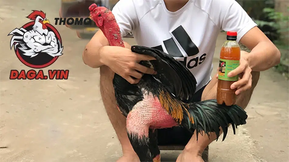 Hướng dẫn quy trình om bóp gà chọi đúng kỹ thuật