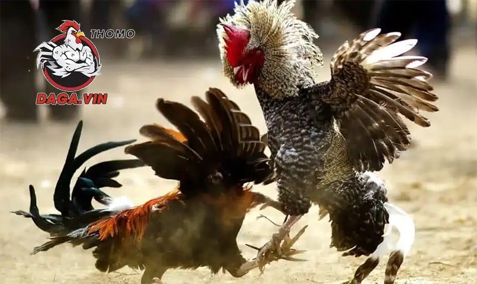 sức mạnh và Khả năng chiến đấu của gà tre