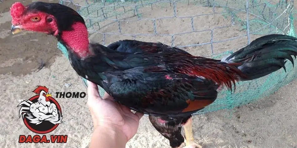 Khái niệm vần gà chọi non