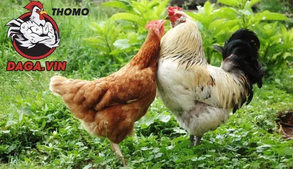 Bí Quyết Lai Tạo Gà Đá Thành Công – Nghệ Thuật Đổ Chiến Kê 4 Kinh nghiệm và bí quyết đổ gà đá của các sư kê