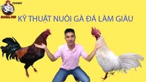 một số Kỹ thuật nuôi gà đá làm giàu chuẩn chỉnh 
