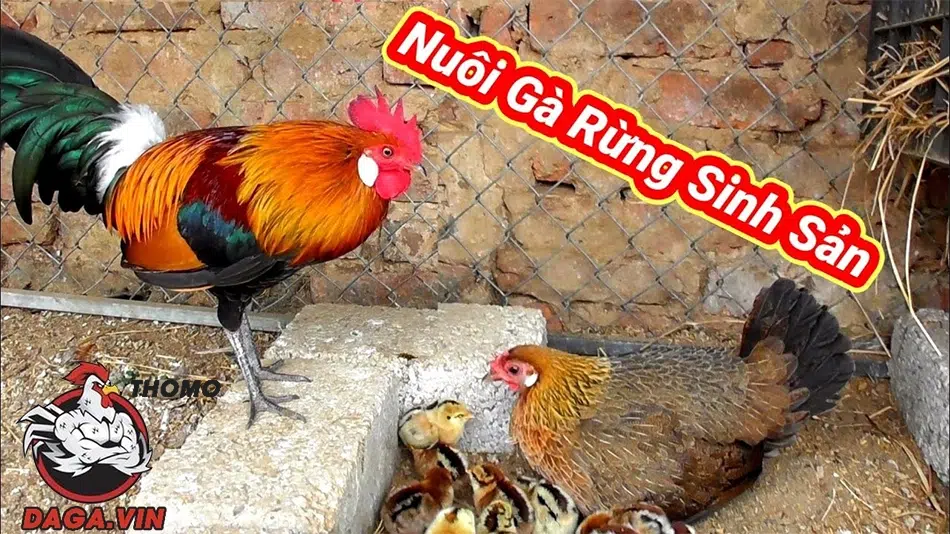 Một số Kỹ thuật nuôi gà rừng sinh sản