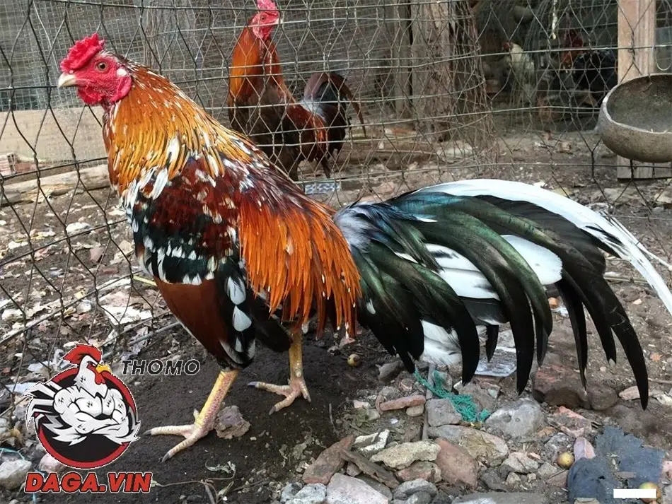 Chế độ dinh dưỡng theo các bữa ăn sáng và chiều cho gà 