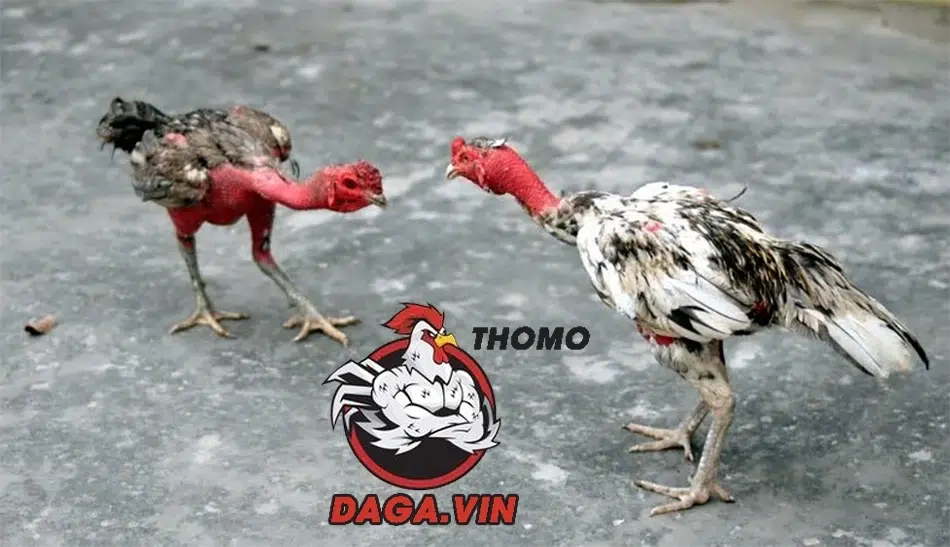 Lịch trình vần gà chọi non khoa học để đạt hiệu quả tốt