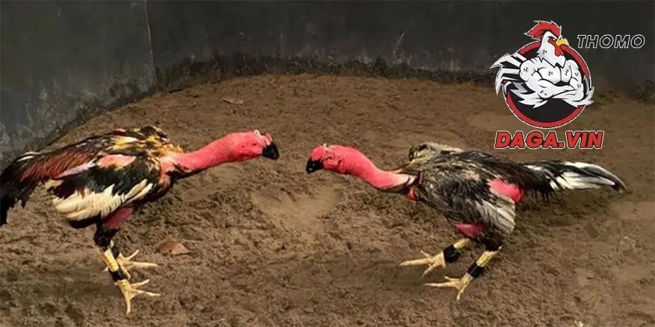 Chiến kê luyện tập thường xuyên trở nên thiện chiến, đáng gờm trên đấu trường