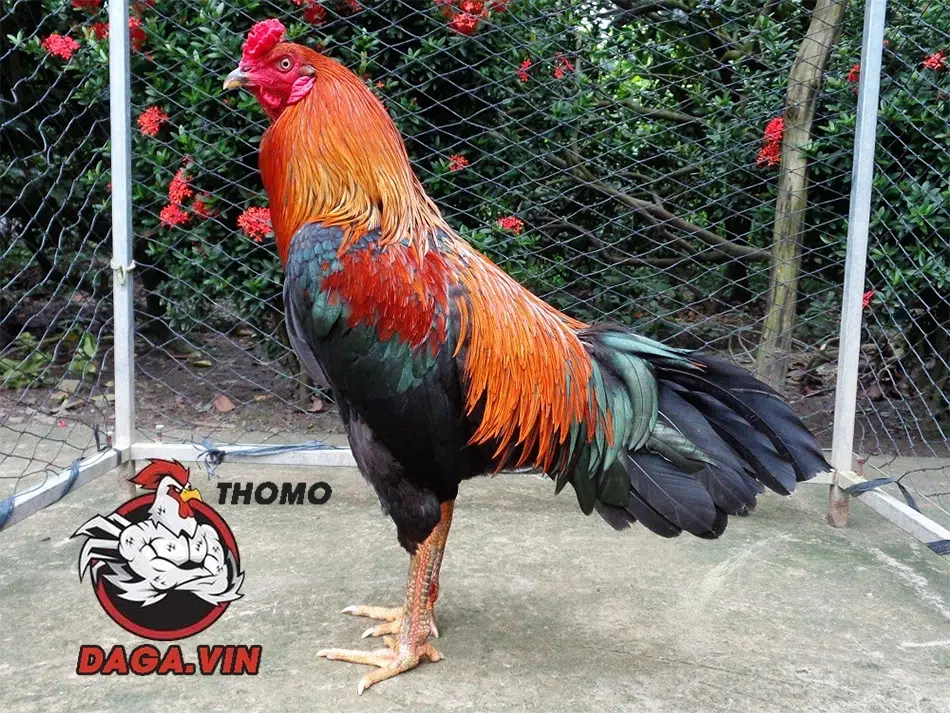 Nuôi Gà Đá Bo Lớn - Kinh Nghiệm Chăm Sóc Gà Của Sư Kê 1 Gà bo lớn là gì?