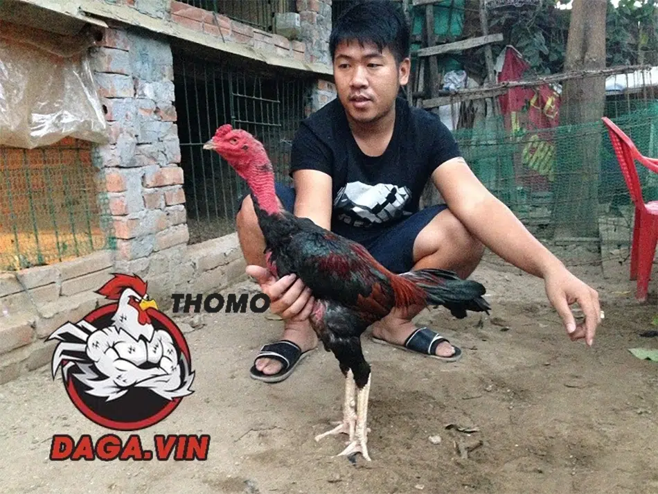 Om bóp gà chọi đem lại nhiều lợi ích