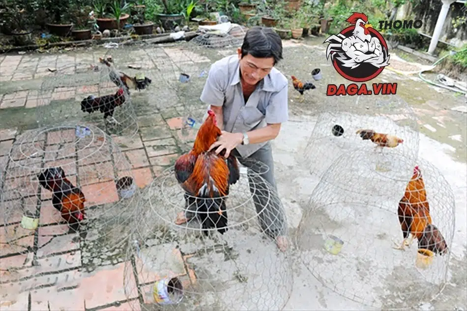 Cách Nuôi Gà Đá Làm Giàu - Bí Quyết Khởi Nghiệp Của Sư Kê 2 Vấn đề cần quan tâm khi nuôi gà chọi kinh doanh