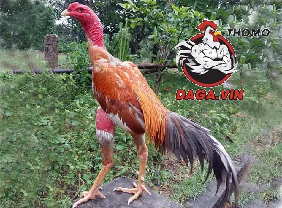 Nuôi gà chọi đòi hỏi kỹ năng và kiến thức chuyên sâu