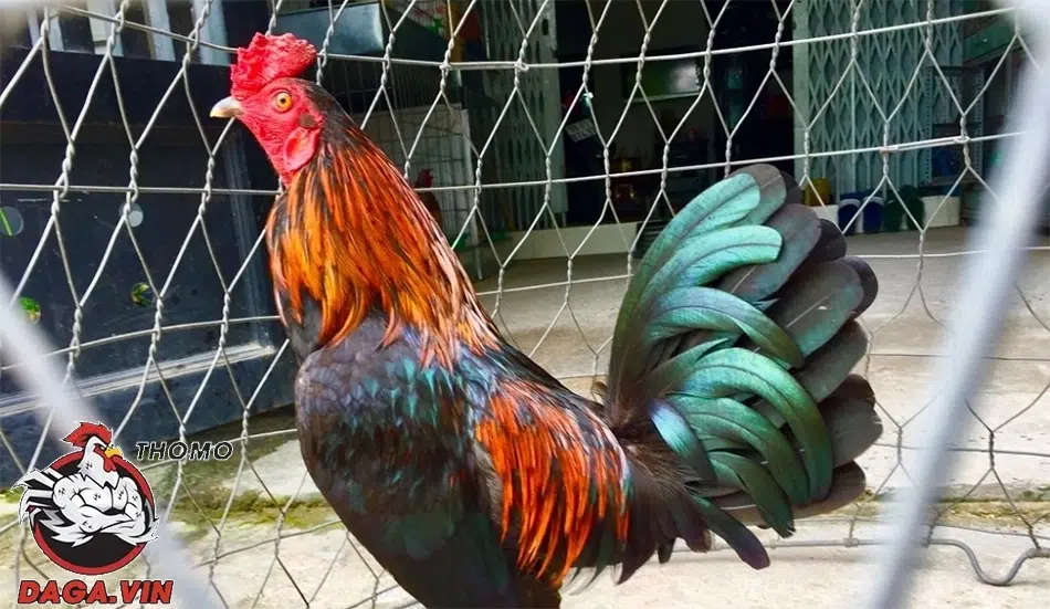 3 cách lai tạo gà chiến phổ biến