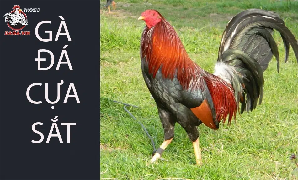 Bí quyết nuôi gà đá cựa sắt khỏe mạnh