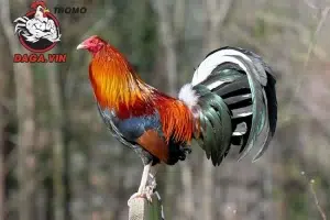 một số Lưu ý khi huấn luyện gà đá Mỹ cựa sắt 