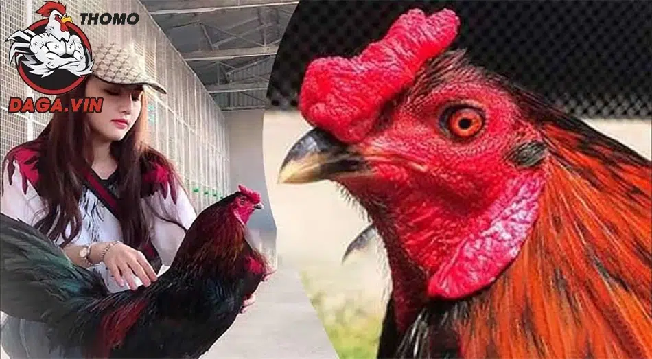 Cách chọn gà giống lai tạo