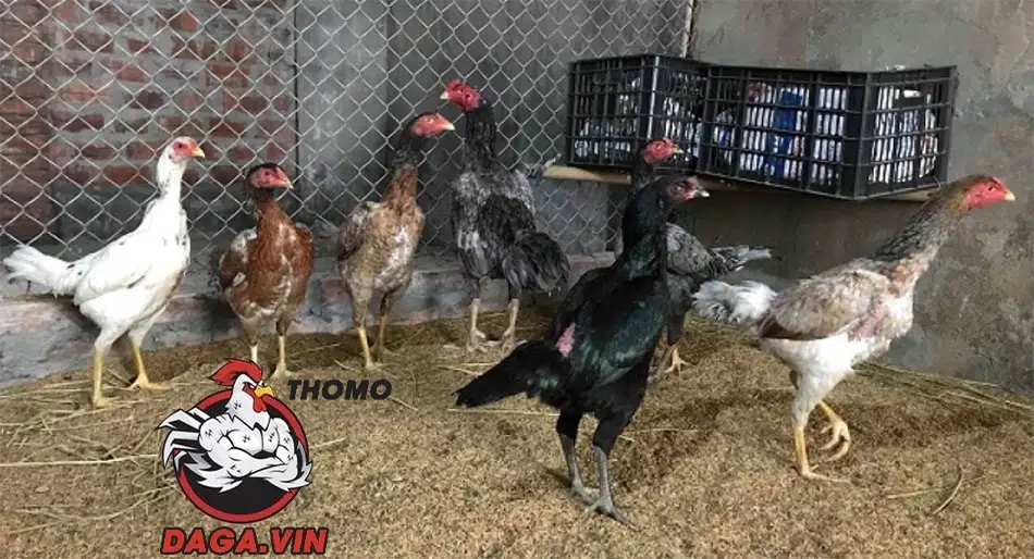 Một số Lưu ý khi nuôi dưỡng gà mái chọi làm giống