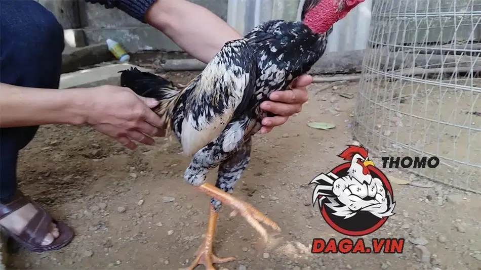 Lưu ý khi om bóp gà chọi