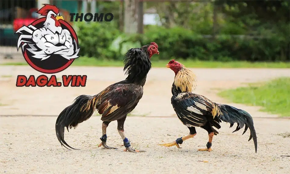 8 bước để thực hiện xổ gà đá