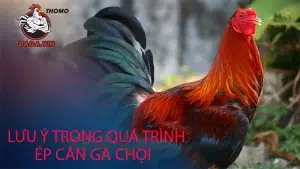 một số Lưu ý trong quá trình ép cân gà chọi tại daga
