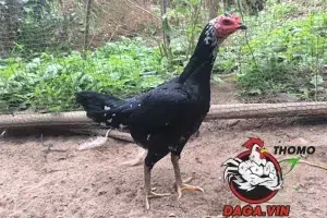 những Lý do cần chọn kỹ gà mái chọi làm giống tại daga