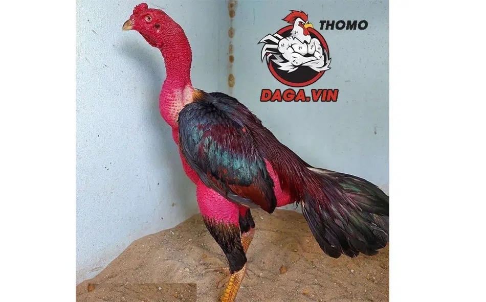 Khám Phá Cách Tỉa Lông Gà Chọi Cực Chuẩn Trong Năm 2025 1 Lý do cần thiết phải tỉa lông cho gà chọi