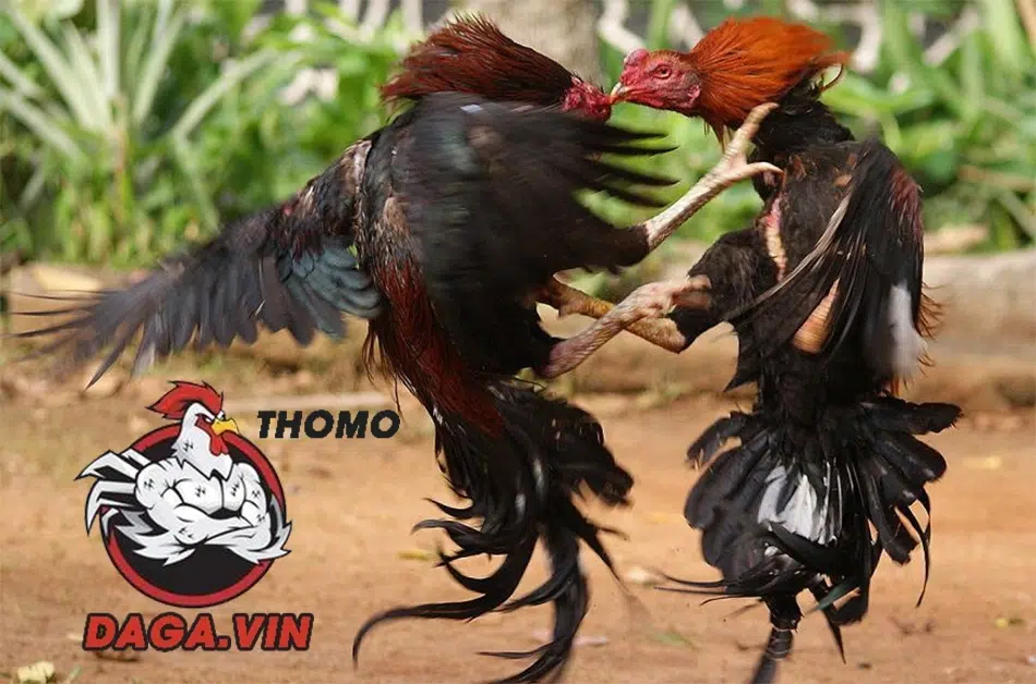 Giống gà và bản năng ảnh hưởng trực tiếp đến lối đá