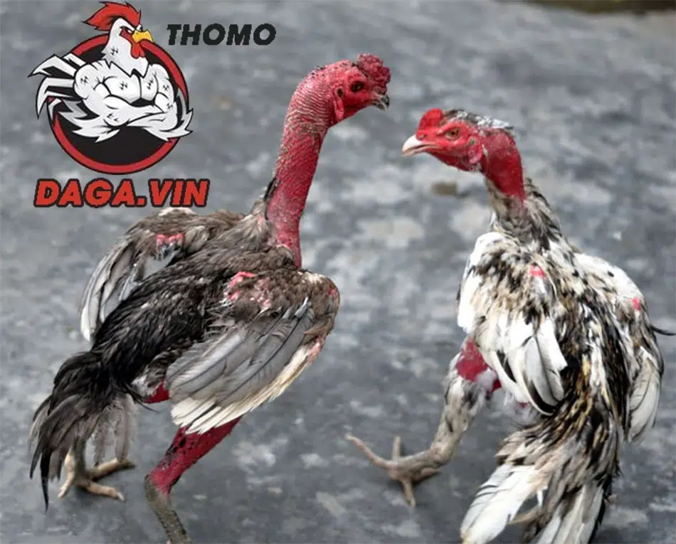 3 cách vần gà chọi hiệu quả