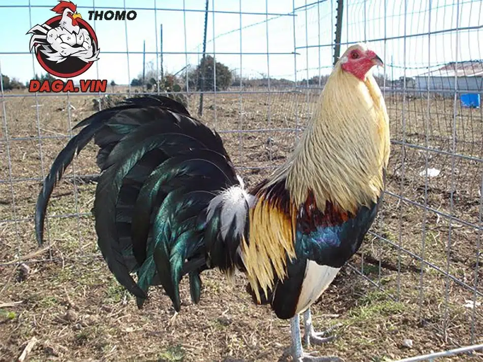 Kỹ Thuật Lai Tạo Gà Đá Cựa Chiến Đấu Bất Bại Mới Nhất 2025 3 Kinh nghiệm lai tạo gà đá cựa mới nhất 2025